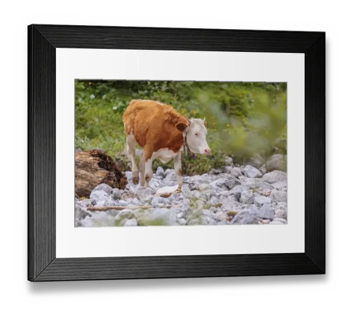 Framed Print : Holstein Friesian cattle crossing a creek on an alpine pasture