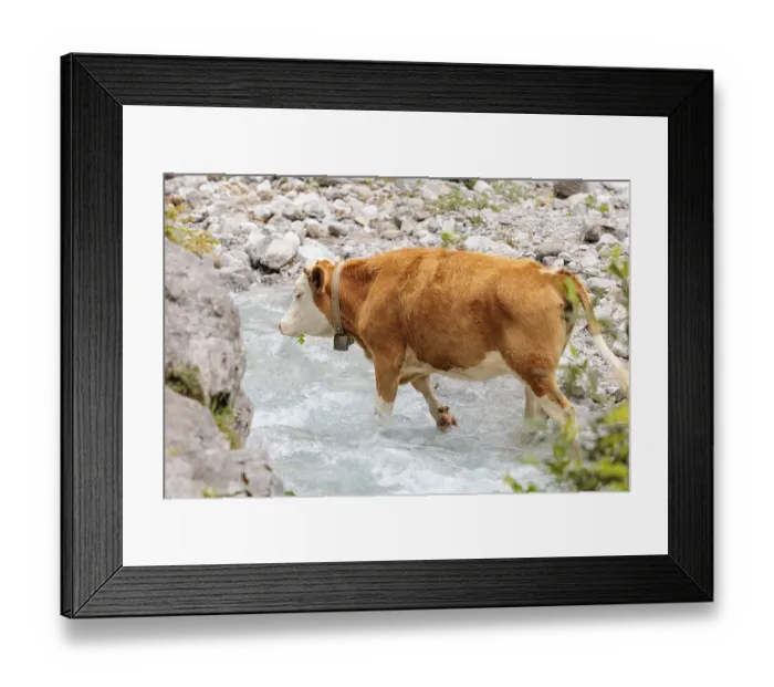 Framed Print : Holstein Friesian cattle crossing a creek on an alpine pasture