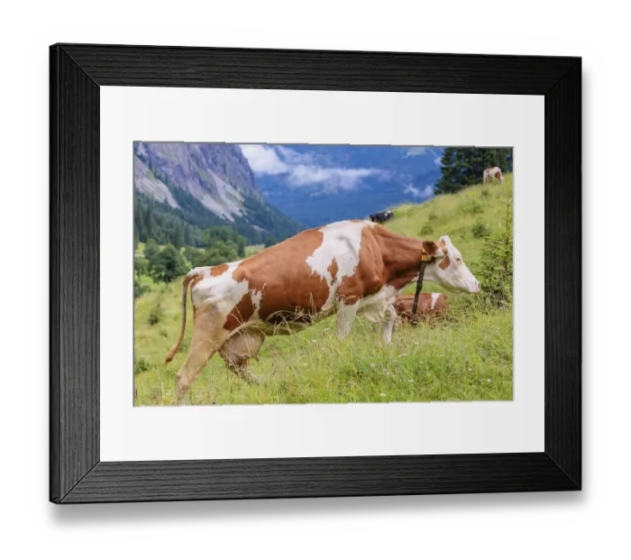 Framed Print : A Holstein Friesian cow walks across a meadow on a sunny day with an alpine mountains range in the background