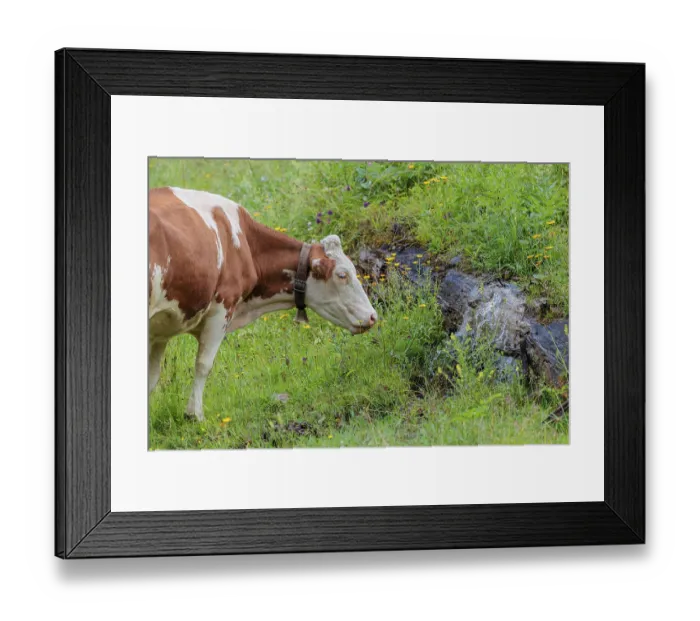 Framed Print : A Holstein-Friesian cow stands on a green mountain pasture in the Eng valley
