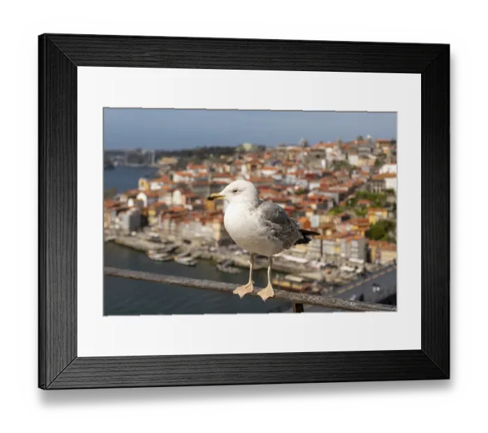 Framed Print : A close-up of a seagull white plumage and yellow beak in focus