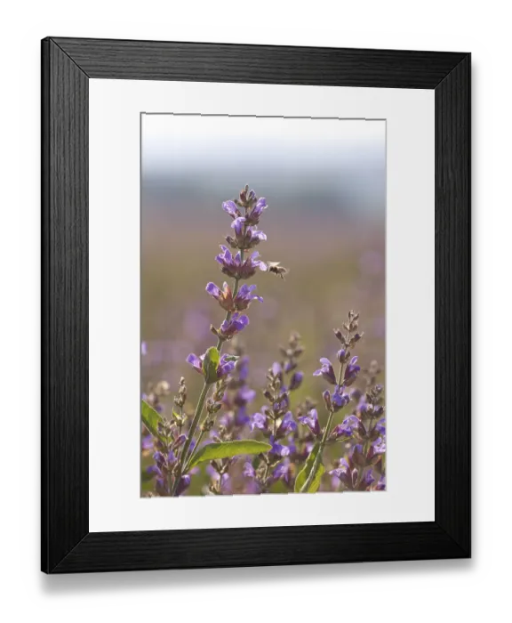 Framed Print : Violet flowers of Sage (Salvia officinalis) with a Honey Bee (Apis)