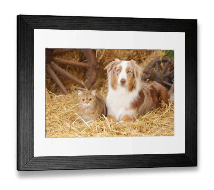 Framed Print : British Shorthair, female, and Australian Shepherd
