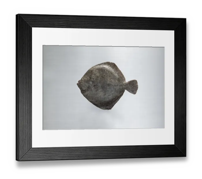 Framed Print : Turbot on a work surface