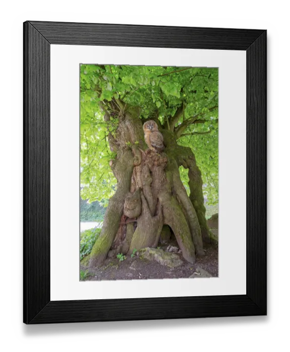 Framed Print : Court lime tree with tawny owl below Schaumburg Castle Rinteln Germany
