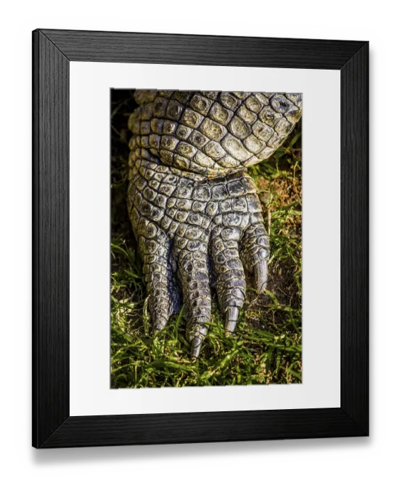 Framed Print : Crocodile (Crocodylia), Cango Wildlife Ranch Framed Print : Crocodile (Crocodylia), Cango Wildlife Ranch