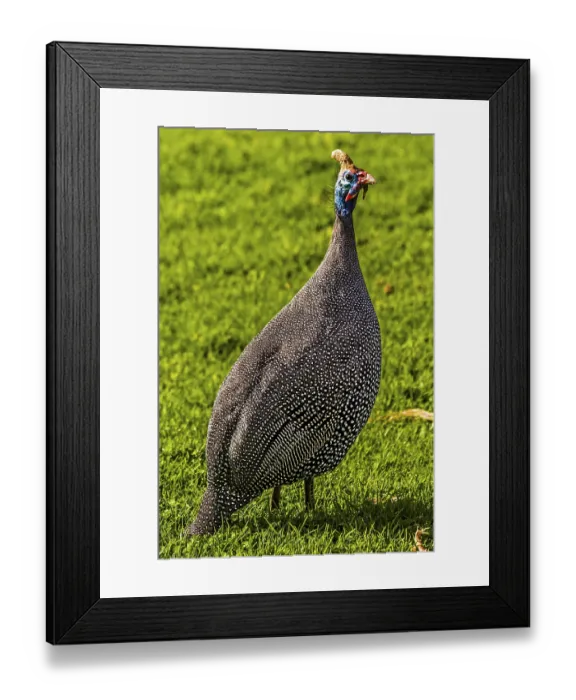 Framed Print : Guineafowl (Numididae), Kirstenbosch Botanical Gardens