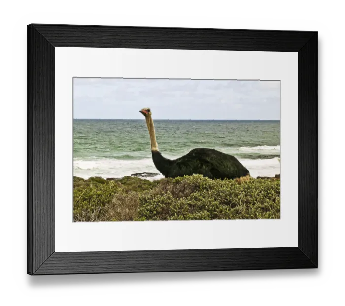 Framed Print : African ostrich on the Cape Peninsula