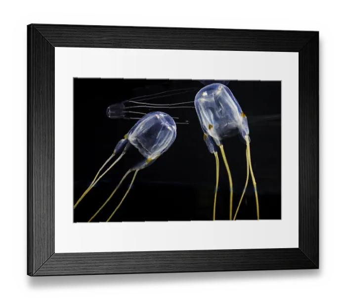 Framed Print : Moon common jellyfish (Aurelia aurita) Framed Print : Moon common jellyfish (Aurelia aurita)