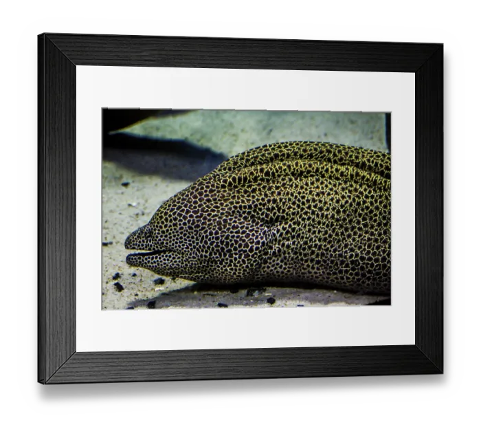 Framed Print : Giant Moray (Gymnothorax javanicus) moray