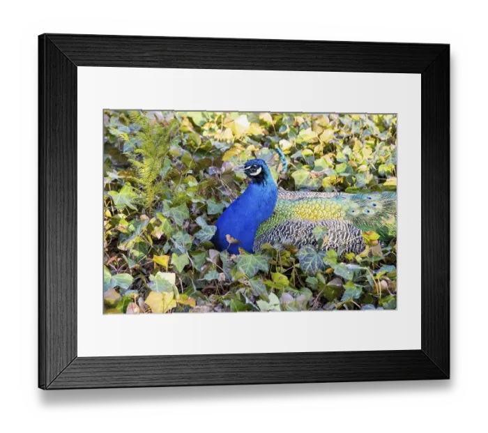 Framed Print : Domesticated peacock, a male of the Indian peafowl (Pavo cristatus) Framed Print : Domesticated peacock, a male of the Indian peafowl (Pavo cristatus)