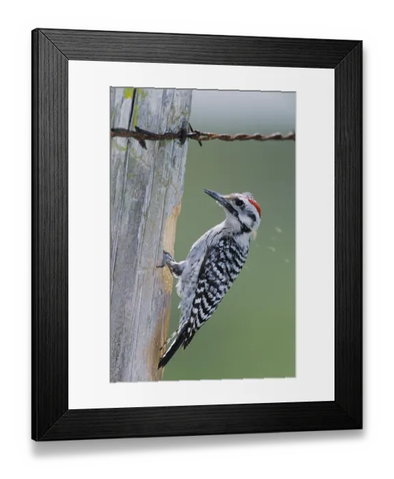 Framed Print : Ladder-backed Woodpecker (Picoides scalaris)