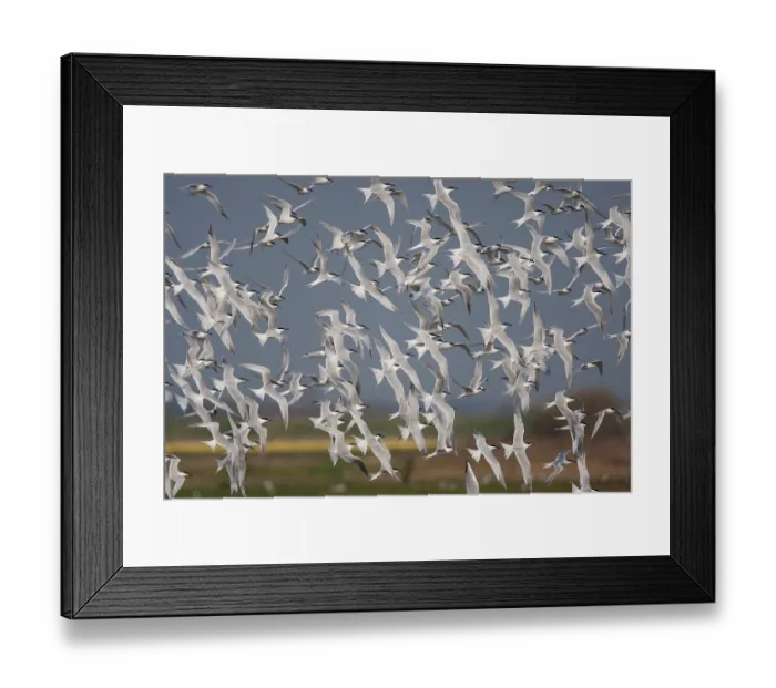 Framed Print : Sandwich Terns (Sterna sandvicensis) in flight