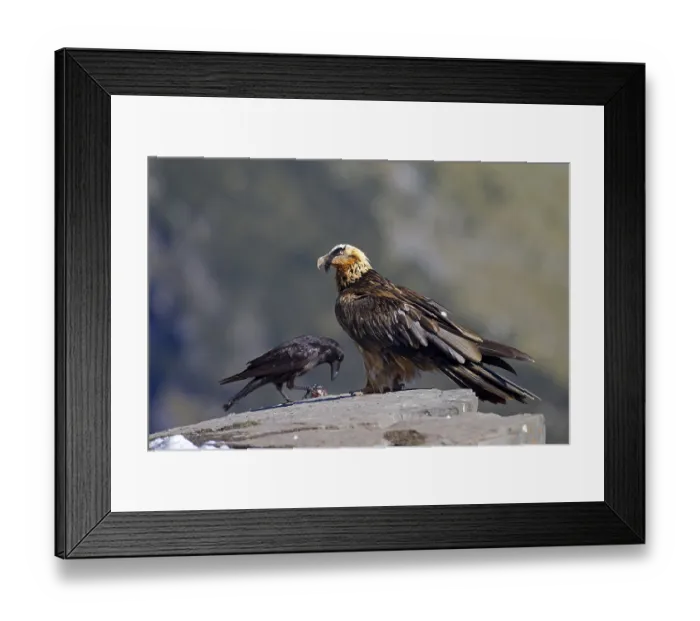 Framed Print : Bearded Vulture (Gypaetus barbatus) Framed Print : Bearded Vulture (Gypaetus barbatus)