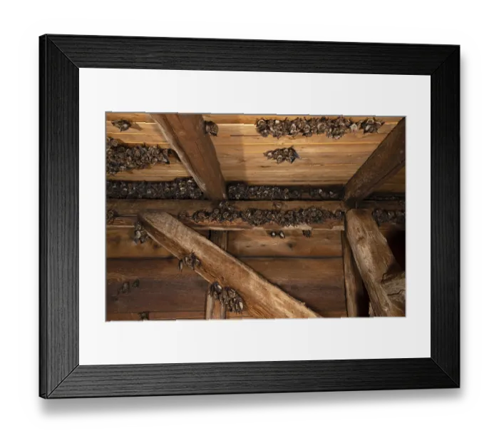 Framed Print : Greater mouse-eared bat (Myotis myotis)