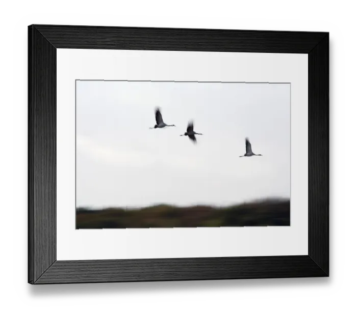 Framed Print : Cranes in flight