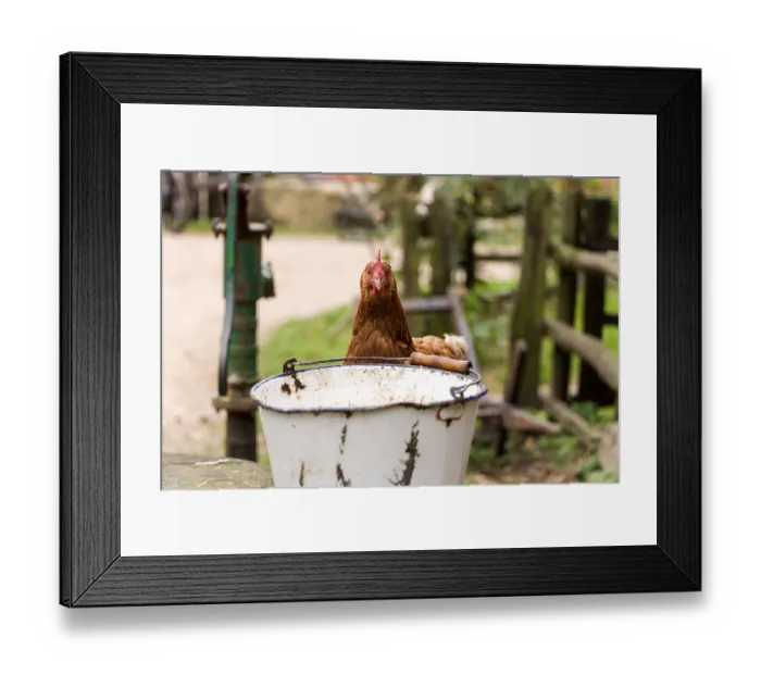 Framed Print : A chicken peeping over a bucket Framed Print : A chicken peeping over a bucket