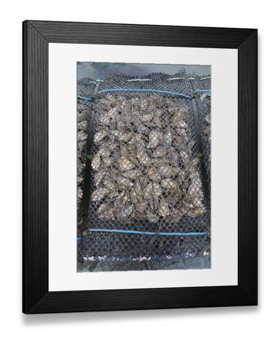Framed Print : Pacific oyster (Crassostrea gigas) Framed Print : Pacific oyster (Crassostrea gigas)