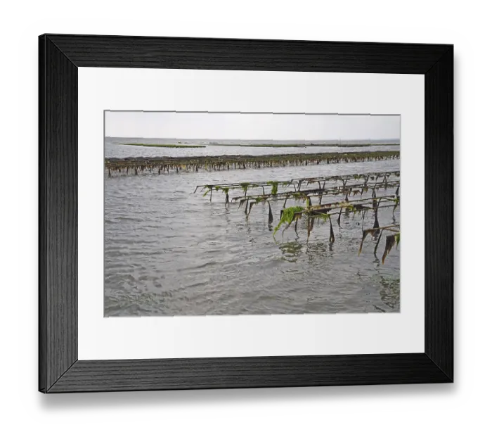 Framed Print : Pacific oyster (Crassostrea gigas)