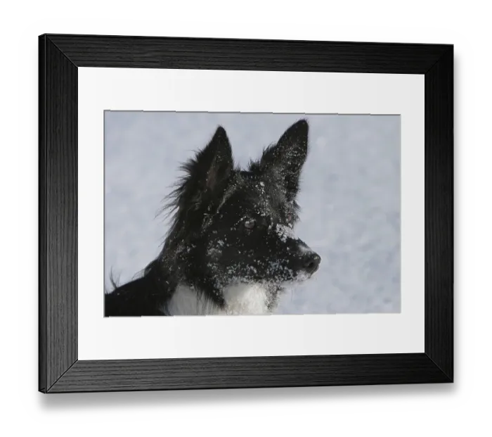 Framed Print : Border collie in the snow