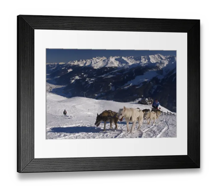 Framed Print : Sled Dog Race at Wildkogel, Longtrail