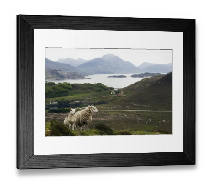 Framed Print : Domestic sheep with lamb, Loch Torridon