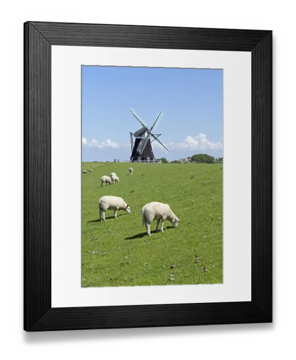 Framed Print : Sheep and Nordermuehle windmill Framed Print : Sheep and Nordermuehle windmill