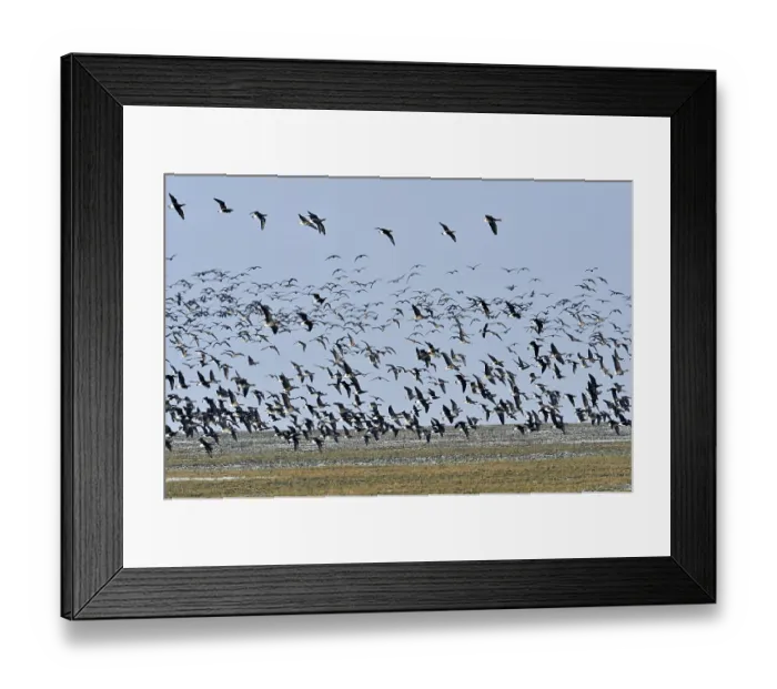 Framed Print : Red-breasted Geese (Branta ruficollis) Framed Print : Red-breasted Geese (Branta ruficollis)