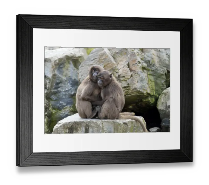 Framed Print : Geladas (Theropithecus gelada) Framed Print : Geladas (Theropithecus gelada)
