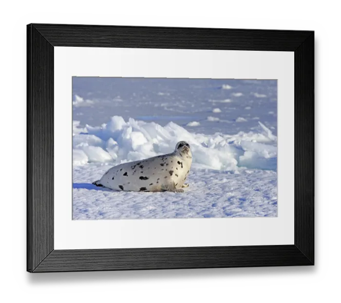 Framed Print : Harp seal (Pagophilus groenlandicus)