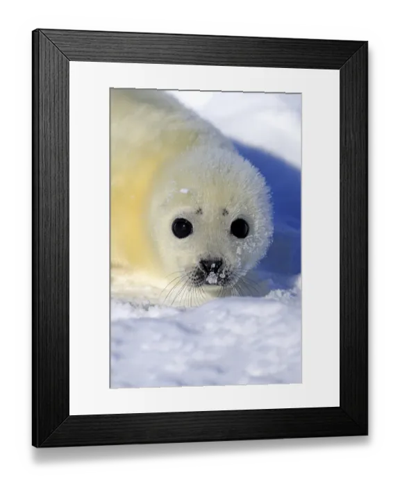 Framed Print : Harp Seal (Pagophilus groenlandicus)