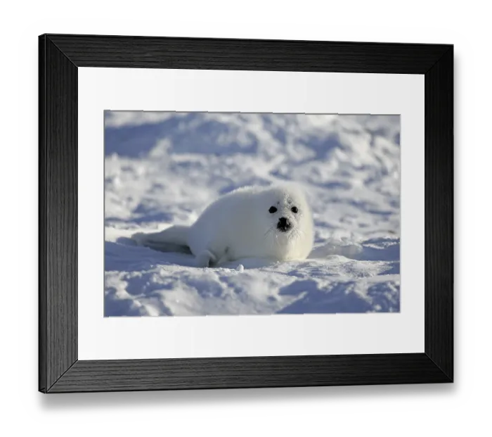 Framed Print : Harp Seal (Pagophilus groenlandicus)