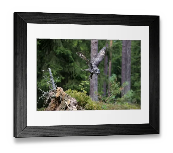 Framed Print : Great Grey Owl (Strix nebulosa) Framed Print : Great Grey Owl (Strix nebulosa)