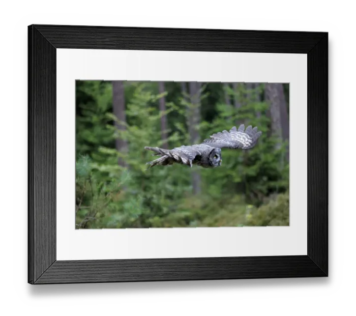 Framed Print : Great Grey Owl (Strix nebulosa) Framed Print : Great Grey Owl (Strix nebulosa)