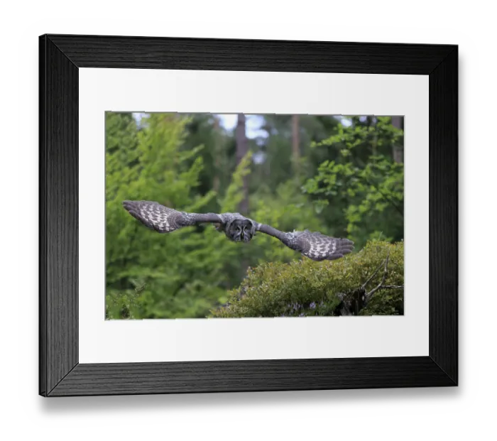 Framed Print : Great Grey Owl (Strix nebulosa)