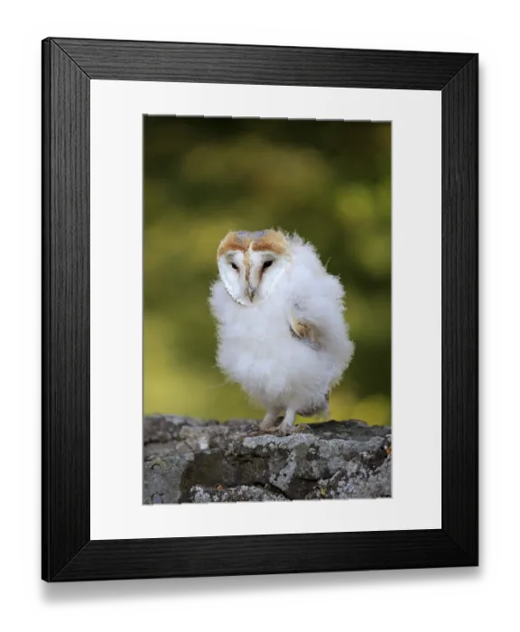 Framed Print : Barn Owl (Tyto alba), young, fledgeling