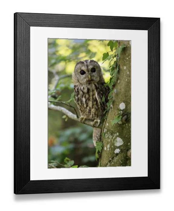 Framed Print : Tawny Owl (Strix aluco), Pelm, Kasselburg Framed Print : Tawny Owl (Strix aluco), Pelm, Kasselburg