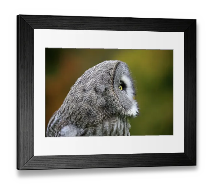 Framed Print : Great Grey Owl (Strix nebulosa)
