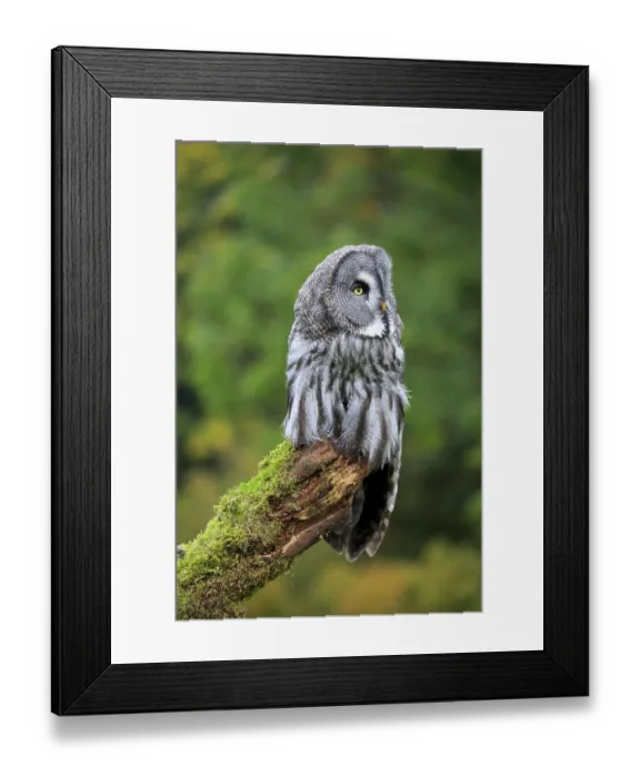 Framed Print : Great Grey Owl (Strix nebulosa)