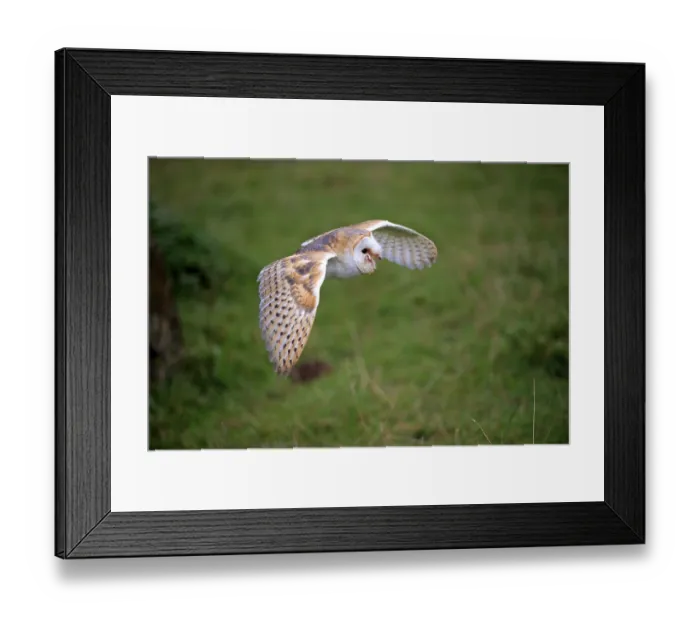 Framed Print : Barn Owl (Tyto alba), adult, Kasselburg