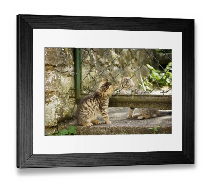 Framed Print : Two brown-tabby kittens playing in a garden