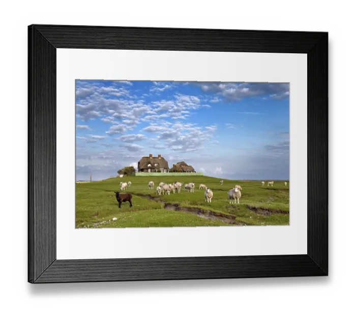 Framed Print : Sheep on a warft, dwelling mount