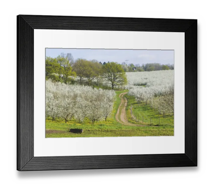 Framed Print : Blossoming apple orchards with beekeeping Framed Print : Blossoming apple orchards with beekeeping
