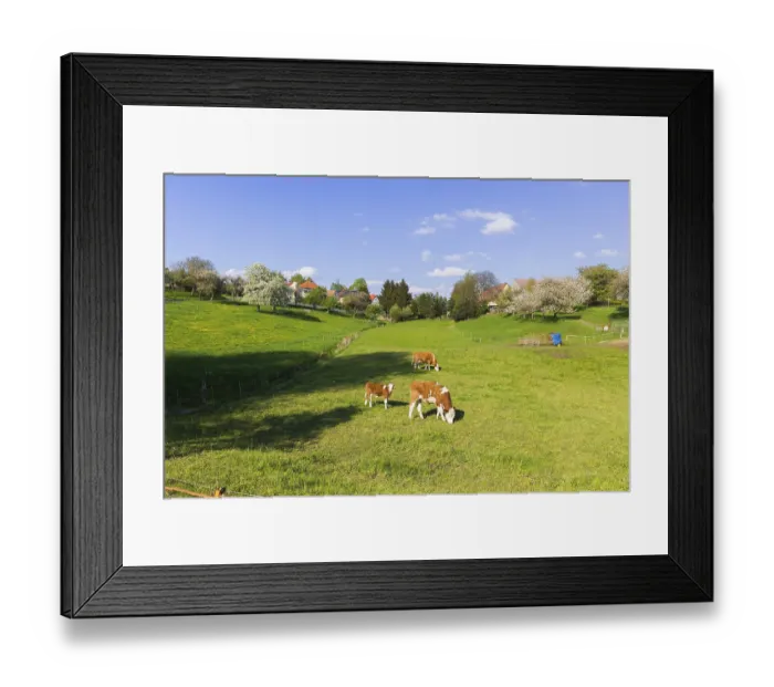 Framed Print : Cows in a pasture Framed Print : Cows in a pasture