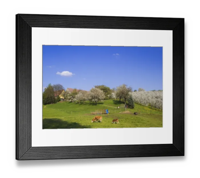 Framed Print : Blossoming apple orchards, cows in a pasture