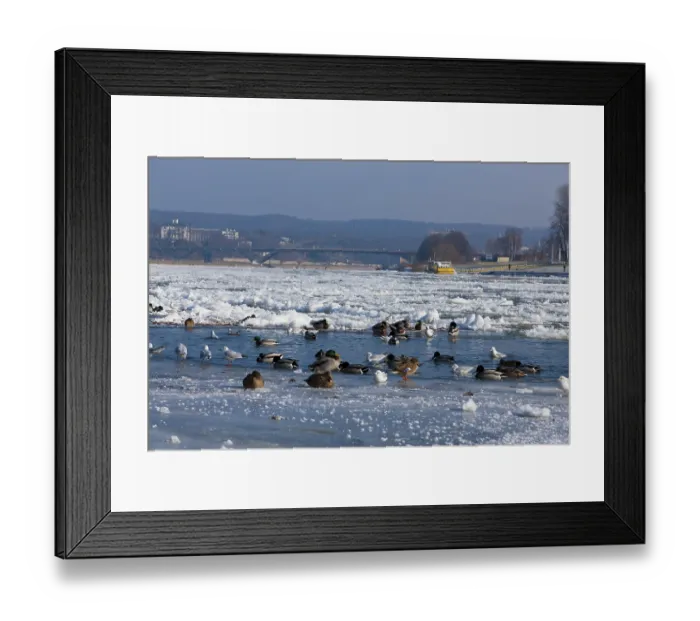Framed Print : Waterfowl at the mouth of the Priessnitz in Dresden