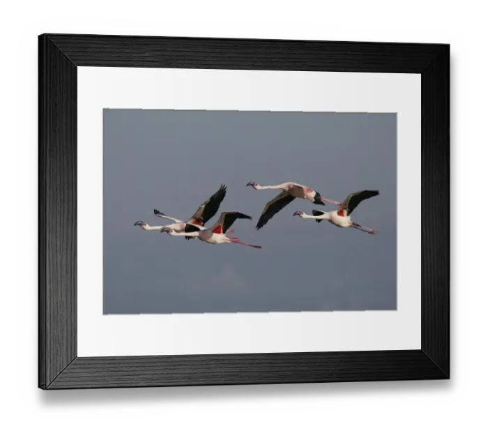 Framed Print : Lesser Flamingo (Phoenicopterus minor)