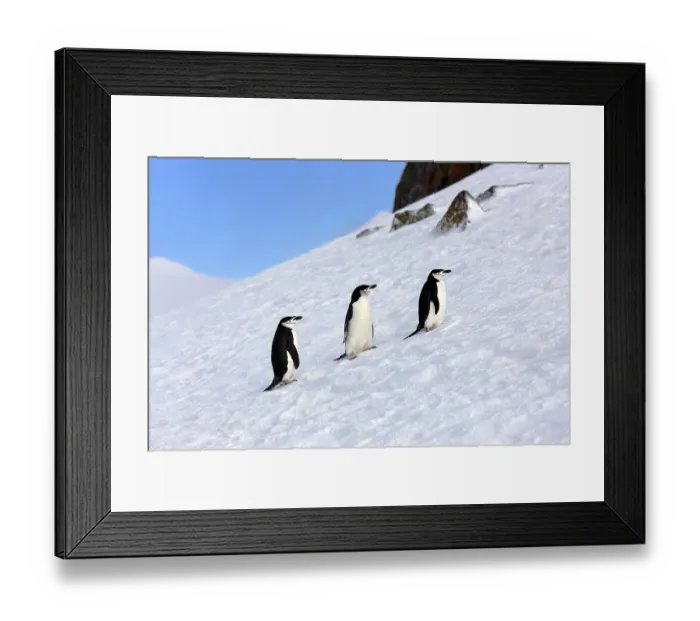 Framed Print : Chinstrap penguins (Pygoscelis antarctica)