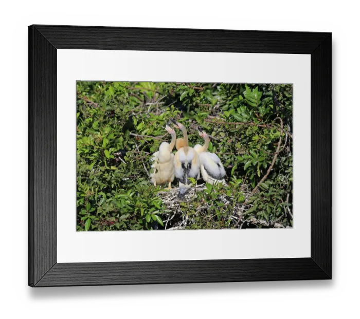 Framed Print : American Darters (Anhinga anhinga) Framed Print : American Darters (Anhinga anhinga)