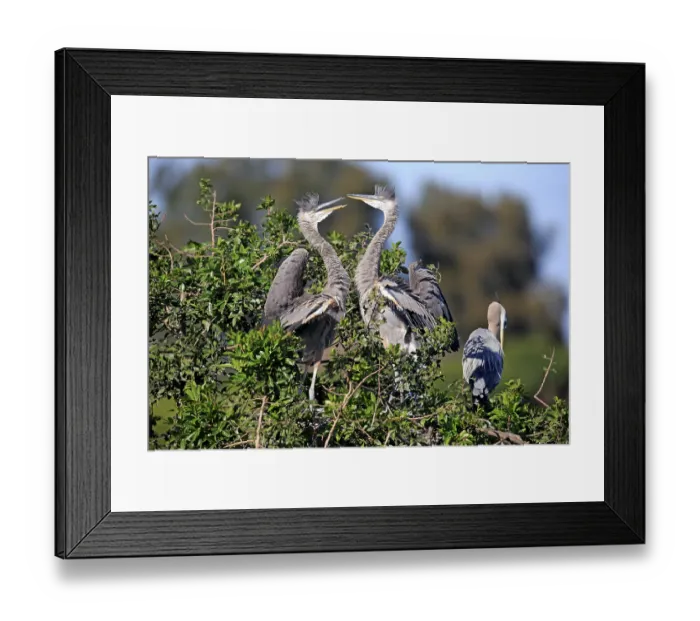 Framed Print : Great Blue Heron (Ardea herodias)